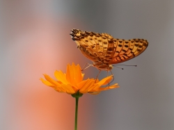 ツマグロヒョウモン